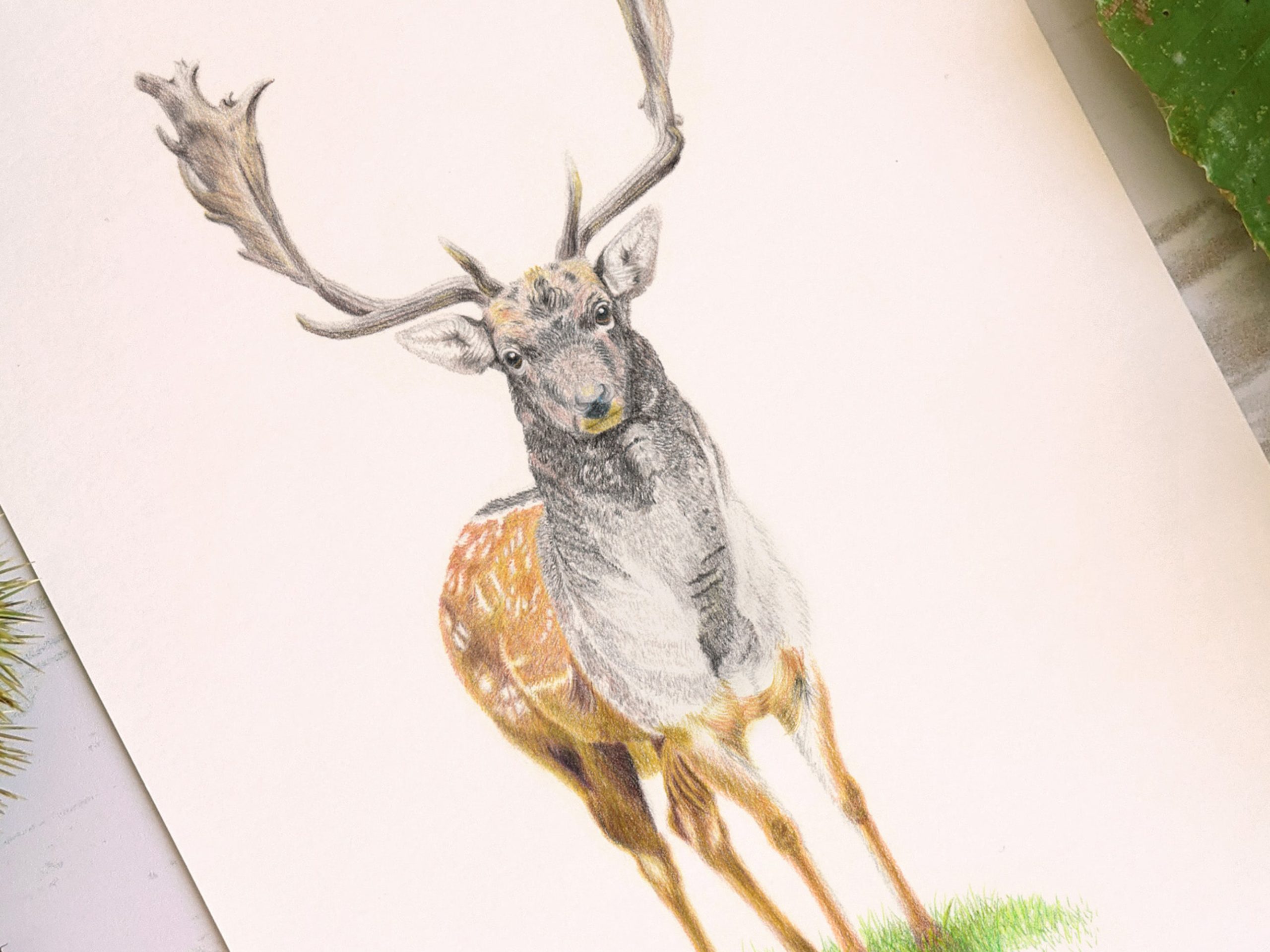 Le Cerf – Image 5