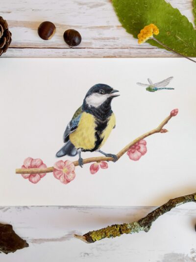 La Mésange charbonnière