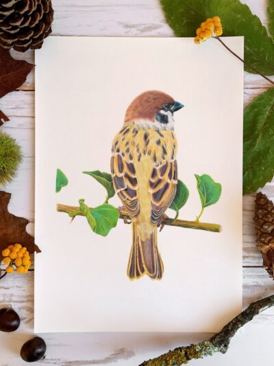 Le Moineau friquet