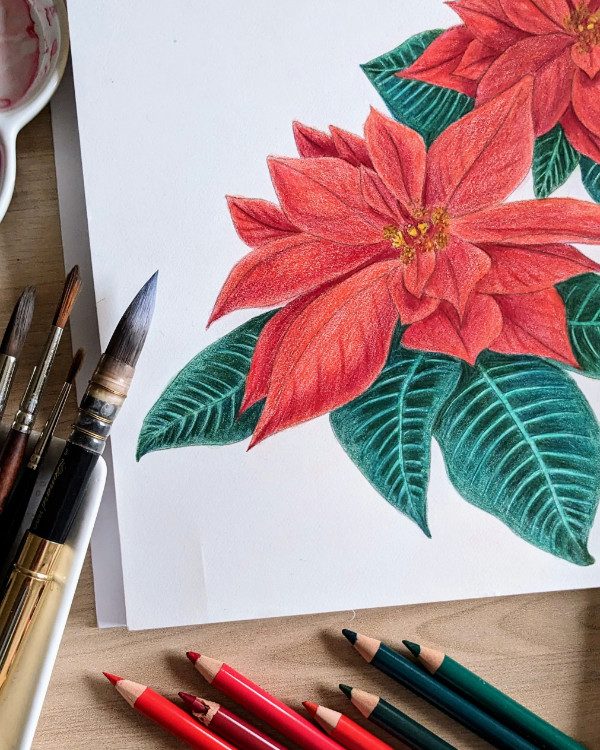fleur-noel