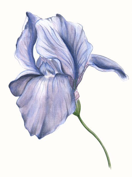 iris